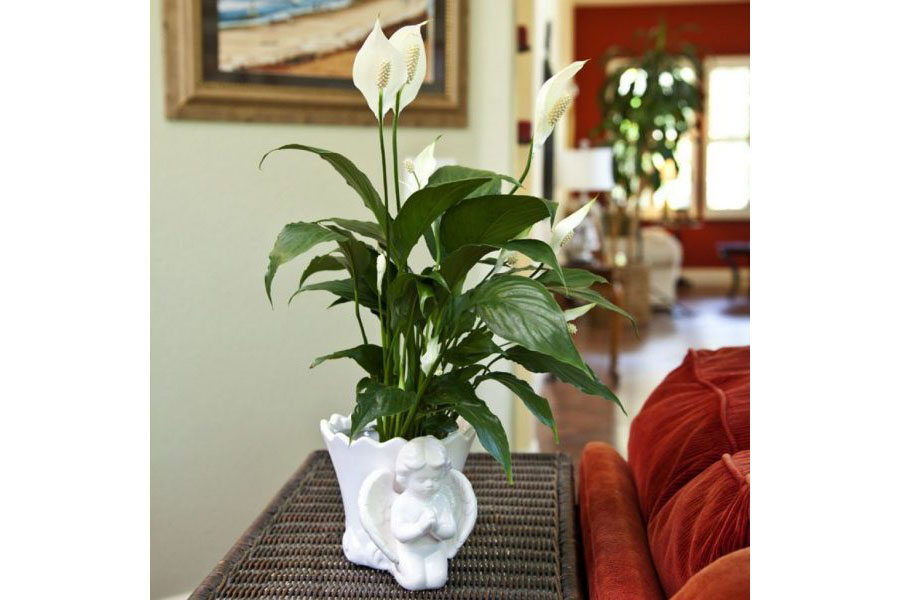 調溫除濕機產品說明.調溫除濕機怎么挑選