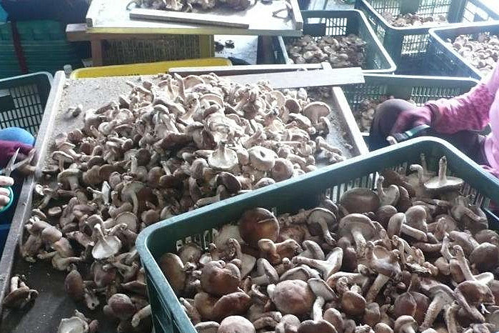 社區泳池等都相繼開放