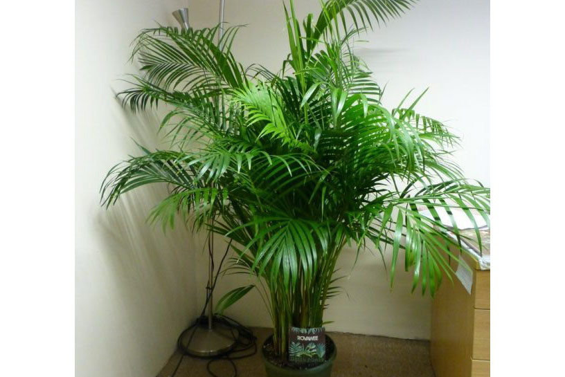 電力用除濕機的類型比較