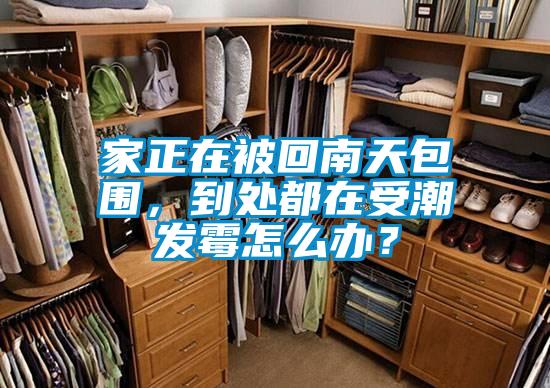 家正在被回南天包圍,到處都在受潮發霉怎么辦?