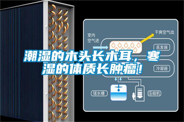 潮濕的木頭長木耳,寒濕的體質長腫瘤!