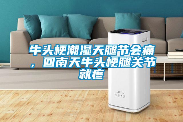 牛頭梗潮濕天腿節會痛,回南天牛頭梗腿關節就疼