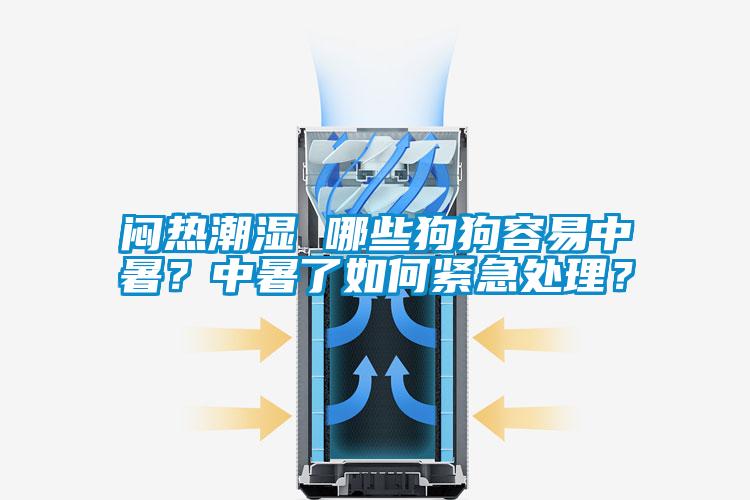 悶熱潮濕 哪些狗狗容易中暑?中暑了如何緊急處理?