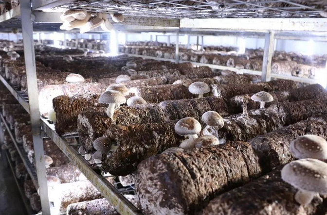 食用菌菌菇種植行業濕度加濕處理解決方案 食用菌菌菇種植行業濕度加濕處理解決方案