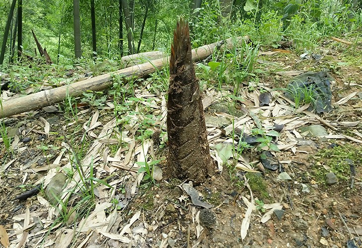 福建省漳州市薌城區客戶閩筍干干燥烘干除濕機 福建省漳州市薌城區客戶閩筍干干燥烘干除濕機